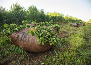 La crisis de la yerba, en una nota especial de La Nación