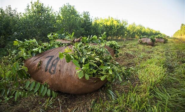 La crisis de la yerba, en una nota especial de La Nación