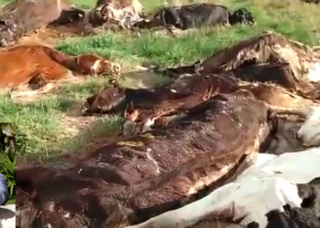 De Blanqueos y negreos