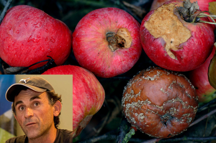 Las manzanas se pudren en el cajón