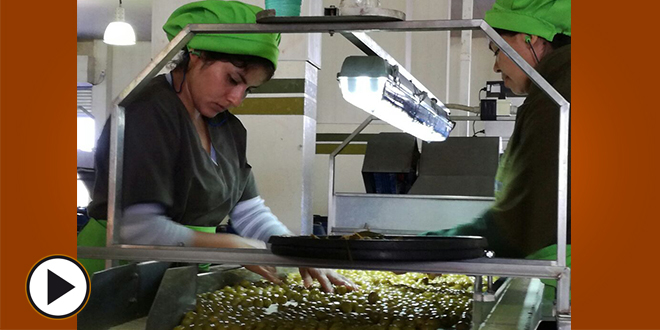 El ritual de la aceituna