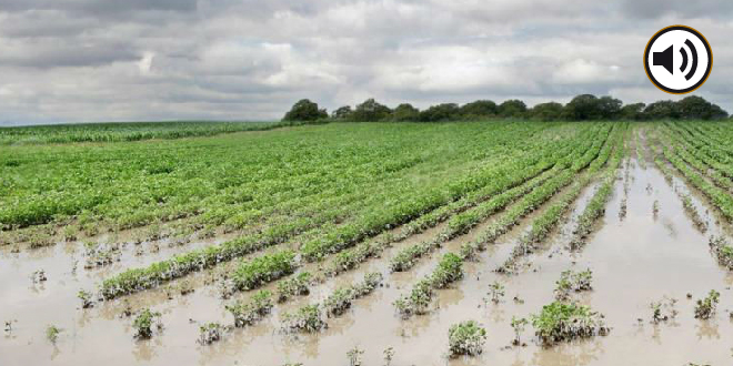 Un bicherío en tono político