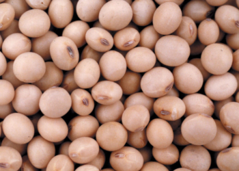 Solo uno de cada cuatro productores de soja del Norte pidieron el reintegro del 5%