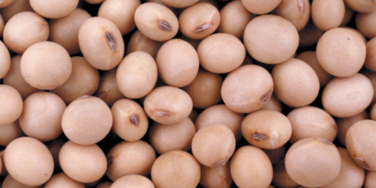 Solo uno de cada cuatro productores de soja del Norte pidieron el reintegro del 5%