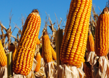 Llaman a consulta pública para la aprobación de dos maíces OGM