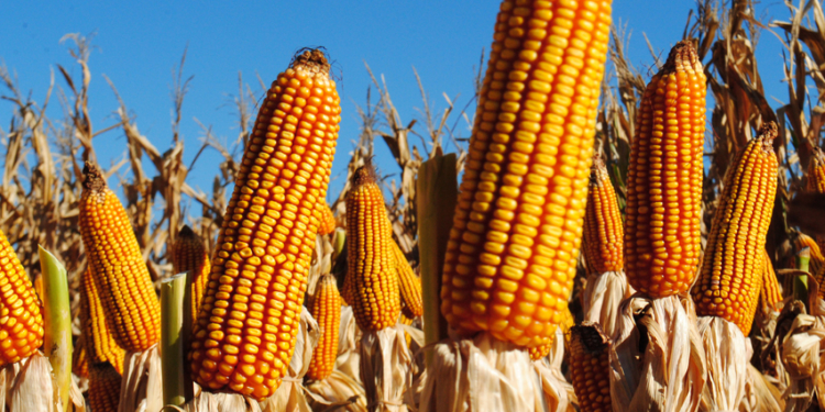 Llaman a consulta pública para la aprobación de dos maíces OGM