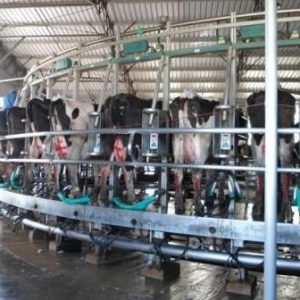 La consignataria de leche y Elida que vuelve a escribir