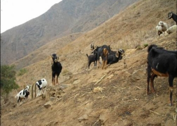 Lanzan un plan contra la brucelosis caprina, con vacunación obligatoria