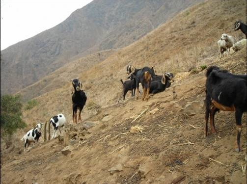 Lanzan un plan contra la brucelosis caprina, con vacunación obligatoria