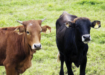 Jorge Dillon 1: “haremos una consulta sobre el microchip”