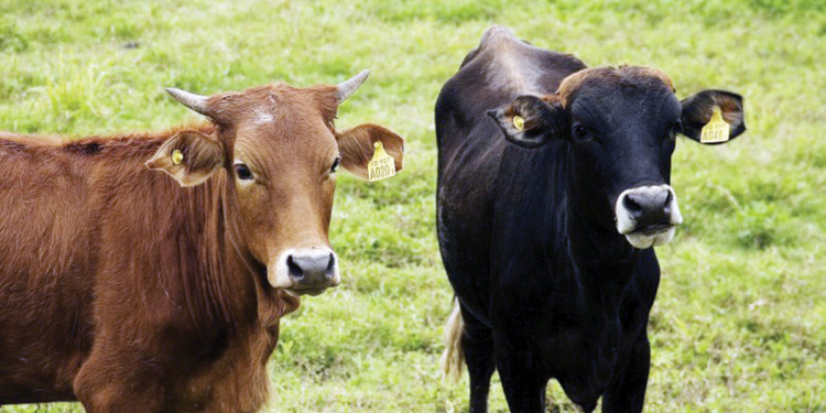 Jorge Dillon 1: “haremos una consulta sobre el microchip”