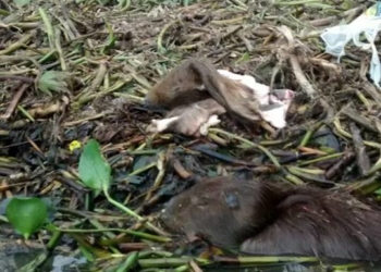 La creciente y la mala gente que aprovecha para matar carpinchos