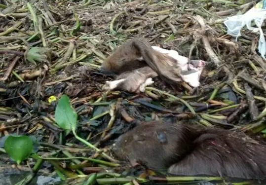 La creciente y la mala gente que aprovecha para matar carpinchos