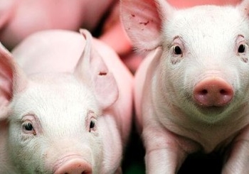 Uccelli: las ventas “en negro” de cerdos superan el 20%