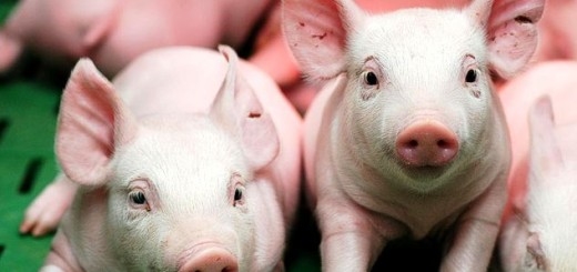 Uccelli: las ventas “en negro” de cerdos superan el 20%