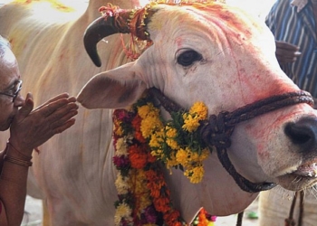 Escenario: las vacas son sagradas, pero los indios no comen vidrio