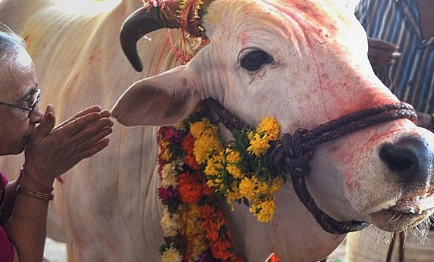 Escenario: las vacas son sagradas, pero los indios no comen vidrio