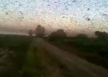 Ahí vuelve la plaga: detectan langostas en Chaco