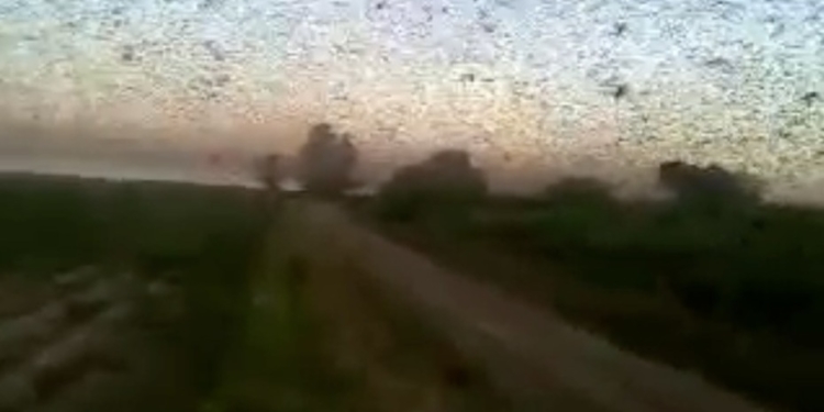 Ahí vuelve la plaga: detectan langostas en Chaco
