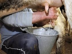 En Europa, la leche es “leche” solo si proviene de una mama