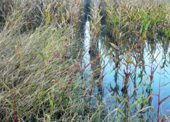 En medio de la inundación, Monsanto repartió bolsas de maíz para resiembra