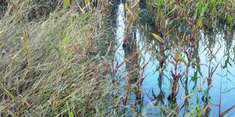 En medio de la inundación, Monsanto repartió bolsas de maíz para resiembra