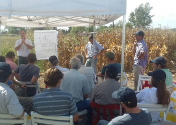 159 quintales: dicen que es el rinde récord en maíz