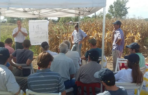159 quintales: dicen que es el rinde récord en maíz