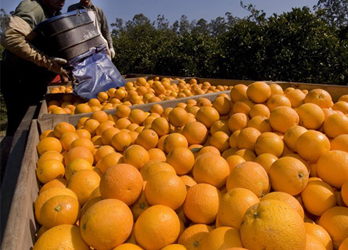 El ritual de la naranja: precios bajos al productor y altos al consumidor