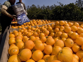 El ritual de la naranja: precios bajos al productor y altos al consumidor
