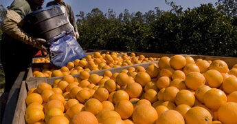 El ritual de la naranja: precios bajos al productor y altos al consumidor