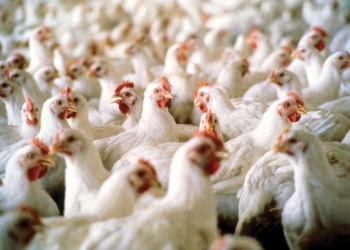El consumo de pollo crece 16% y se acerca a los 50 kilos por habitante