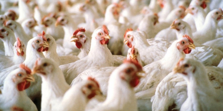 El consumo de pollo crece 16% y se acerca a los 50 kilos por habitante