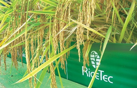 Una arrocera líder se retira del país