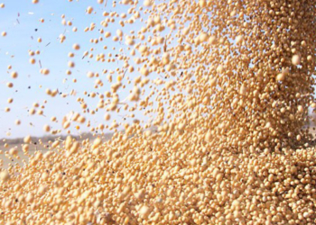 Chau soja: la cosecha 2016/17 termina con un rinde promedio de 32 quintales