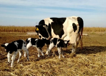 Vacas trillizas: un hecho inusual