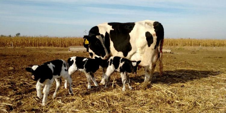 Vacas trillizas: un hecho inusual