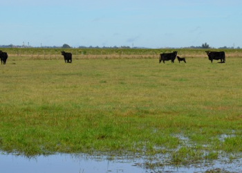 El drama de las lluvias en Corrientes