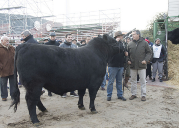 El primer toro llegó a la Rural en Vía Bariloche