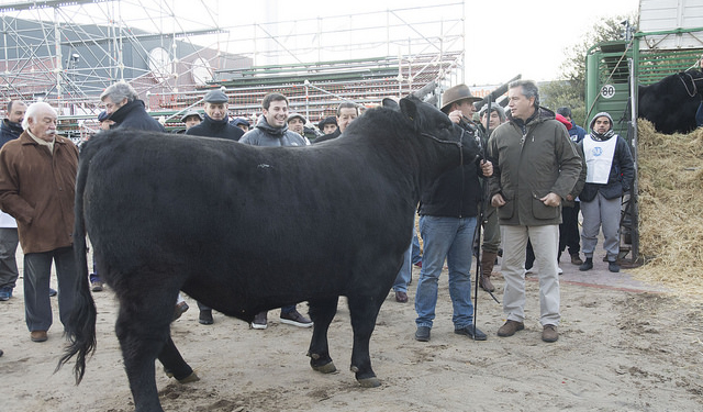 El primer toro llegó a la Rural en Vía Bariloche