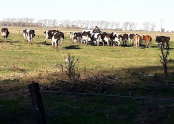 Inseguridad total en Pergamino: una familia chacarera fue asaltada tres veces en diez días