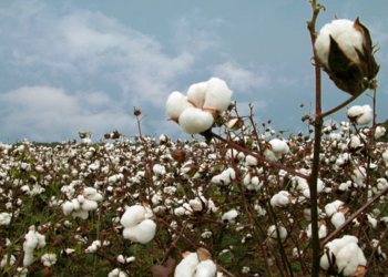 Los cultivos abandonados de la tierra colorada