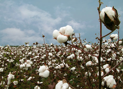 Los cultivos abandonados de la tierra colorada