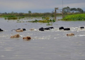 Corrientes: murieron 60 mil bovinos y ahora preocupa la contaminación