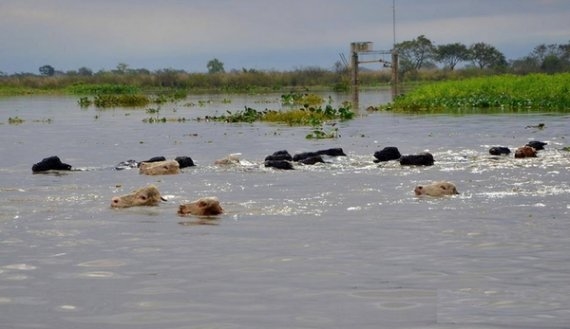 Corrientes: murieron 60 mil bovinos y ahora preocupa la contaminación