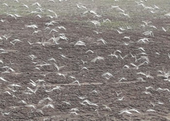 Langostas: Desde la línea de fuego hablan los productores