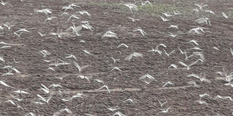 Langostas: Desde la línea de fuego hablan los productores
