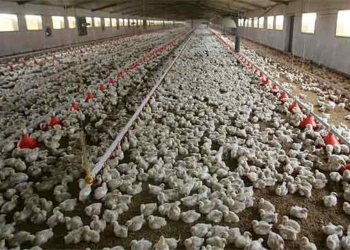 El integrado, otro actor que sufre el ajuste del negocio avícola