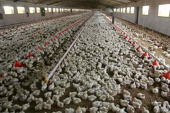 El integrado, otro actor que sufre el ajuste del negocio avícola