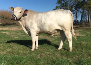 Una nueva raza bovina llegará a Palermo: la Greyman Argentino